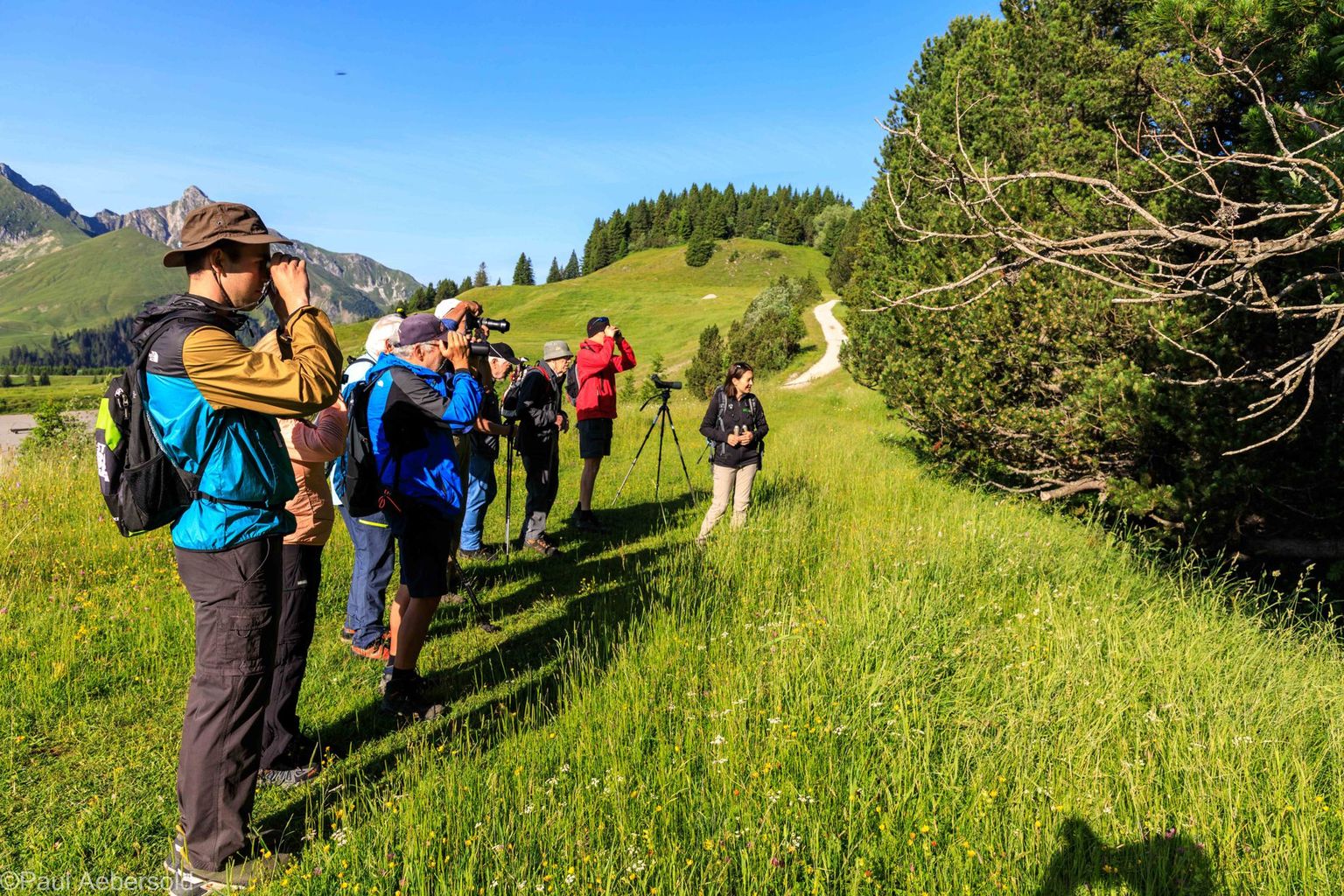 Spechte im Gurnigelwald, Bild 02 Spechte im Gurnigelwald, Bild 02