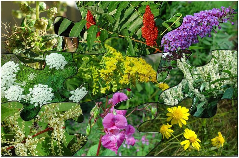 invasive Neophythen invasive Neophythen