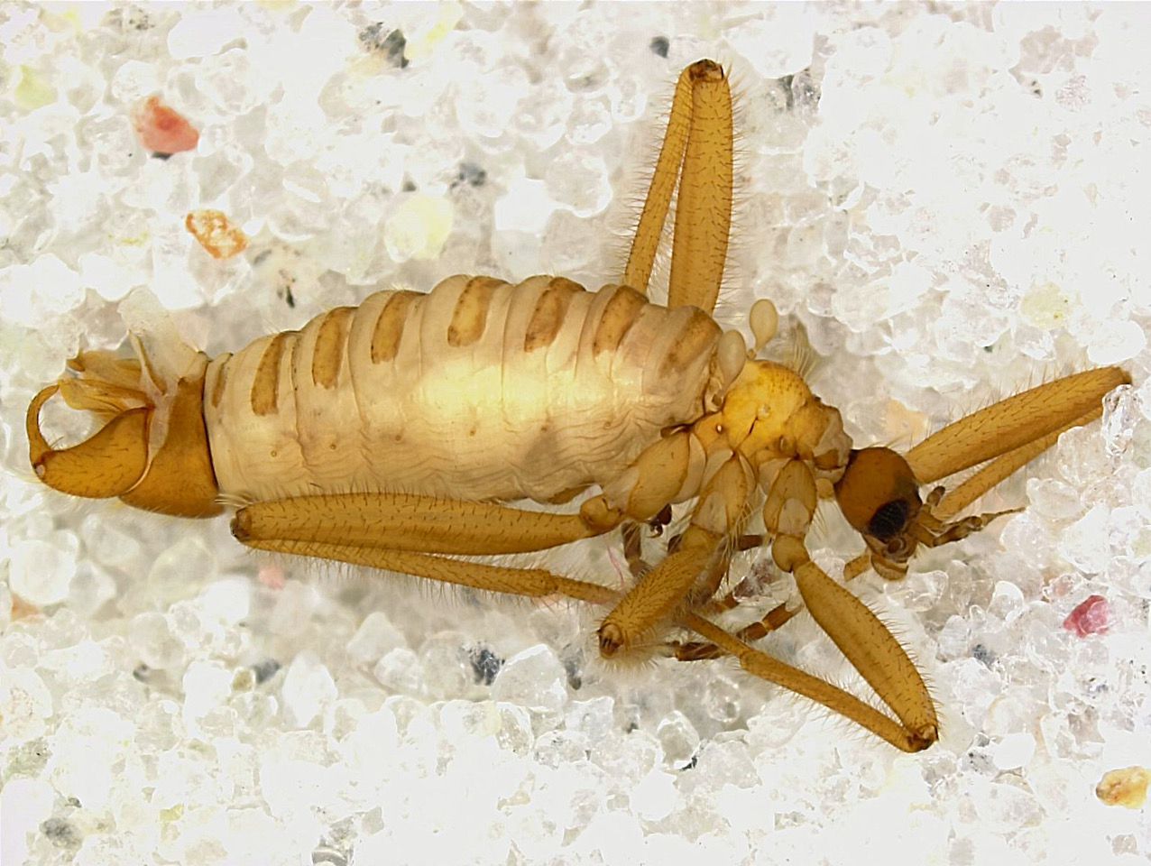 Schneefliegen Männchen Schneefliegen Männchen