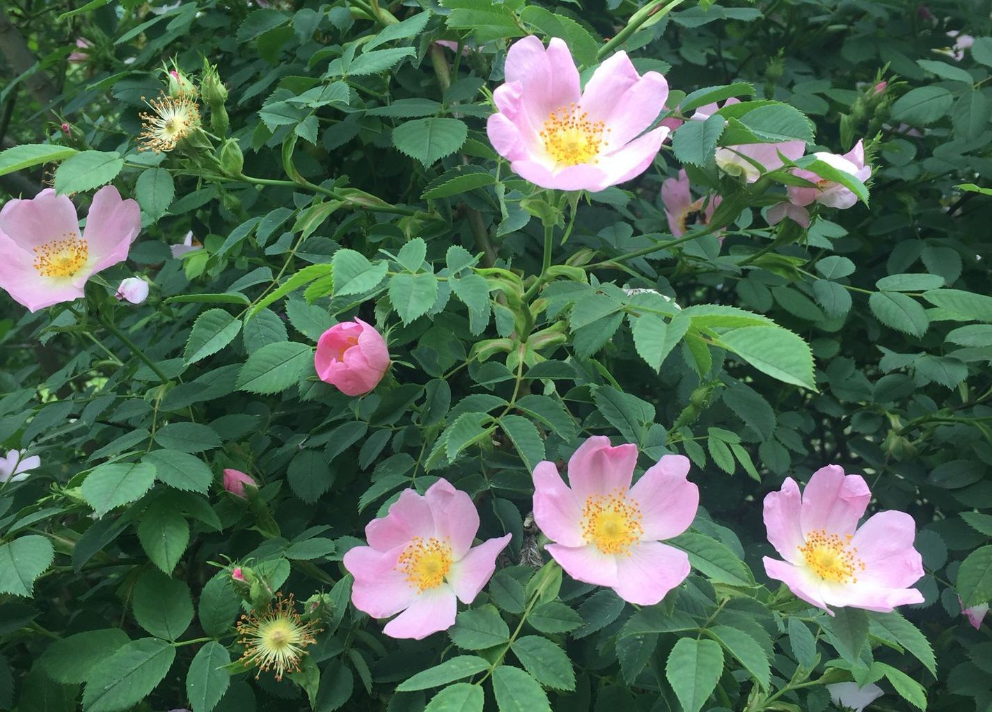 Hans Burch. Oberwilen Hans Burch. Oberwilen