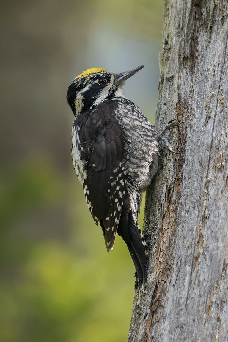 Dreizehenspecht Dreizehenspecht