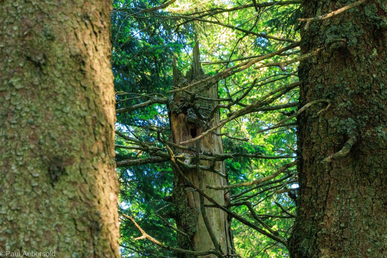 Spechte im Gurnigelwald, Bild 06 Spechte im Gurnigelwald, Bild 06