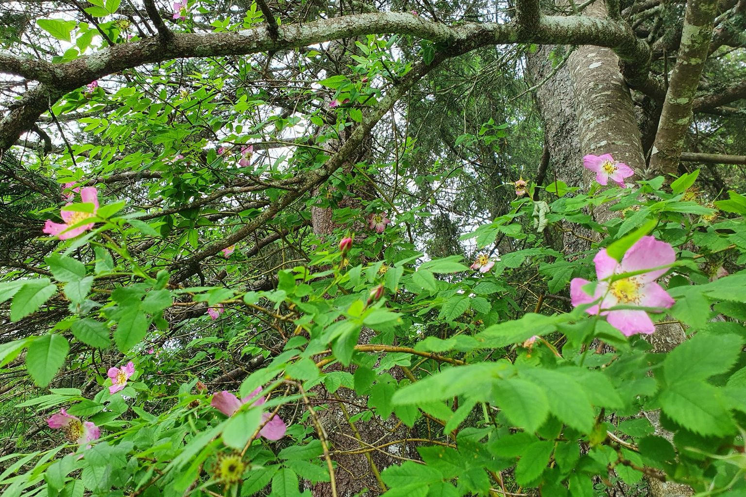 Sonja Dillier. Stock, Kerns Sonja Dillier. Stock, Kerns