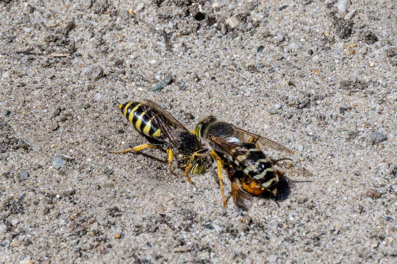 Pfynwald, Bild 06 Pfynwald, Bild 06