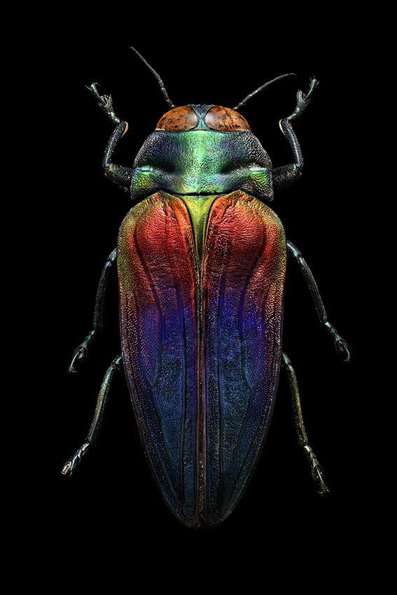 Dreifarbiger Prachtkäfer Dreifarbiger Prachtkäfer