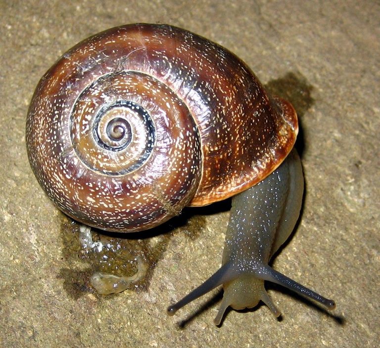 Otala punctata Otala punctata