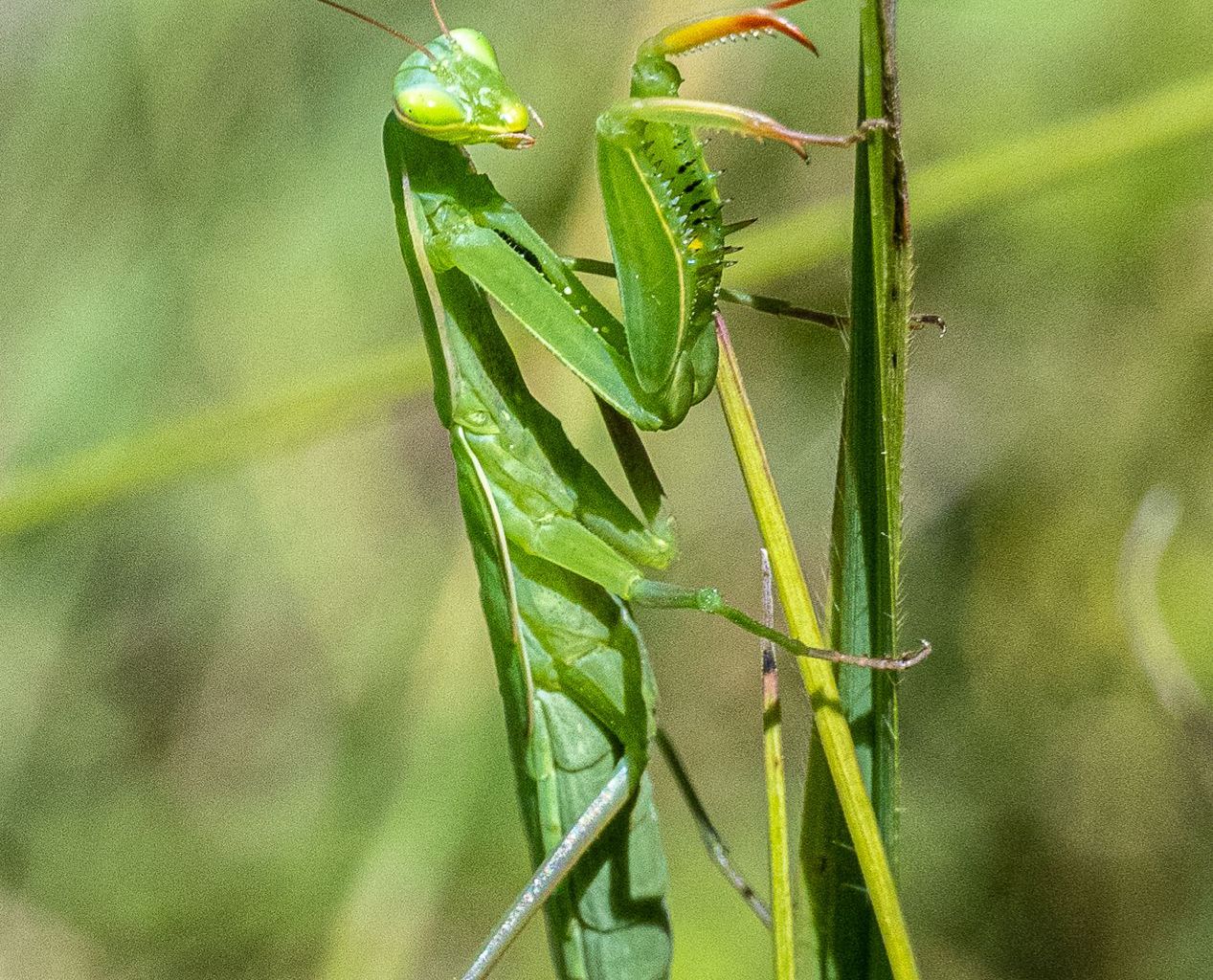 Pfynwald, Bild 10 Pfynwald, Bild 10