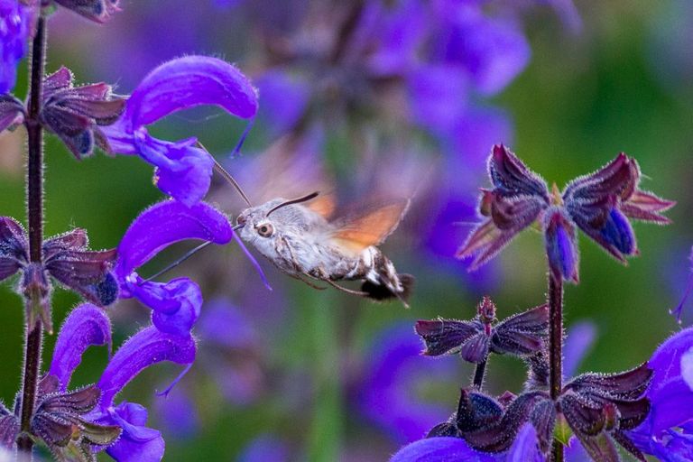 Teaser Insekten – kleine Tierchen, grosse Wirkung Teaser Insekten – kleine Tierchen, grosse Wirkung