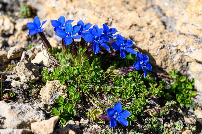 Frühlingsenzian Frühlingsenzian