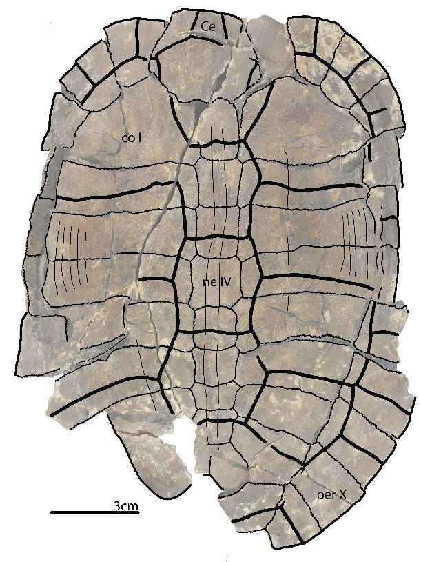 Banhxeochelys trani Banhxeochelys trani