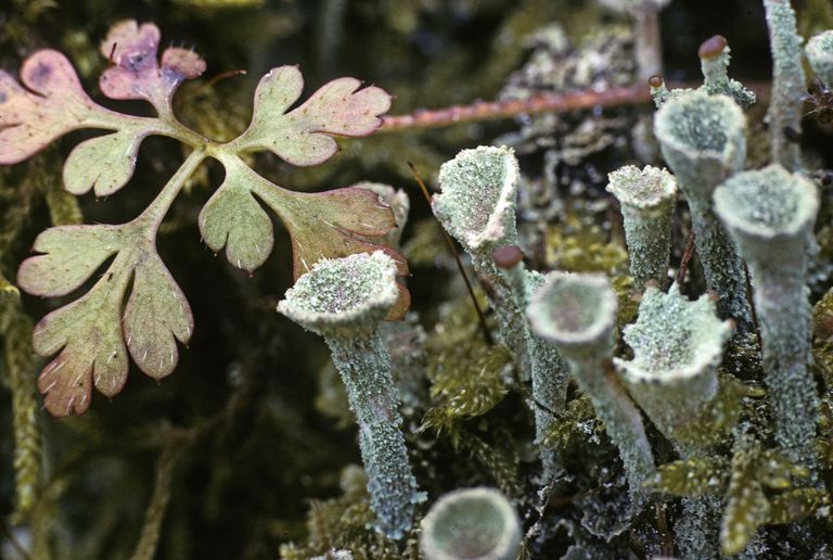 cladonia pyxidata cladonia pyxidata