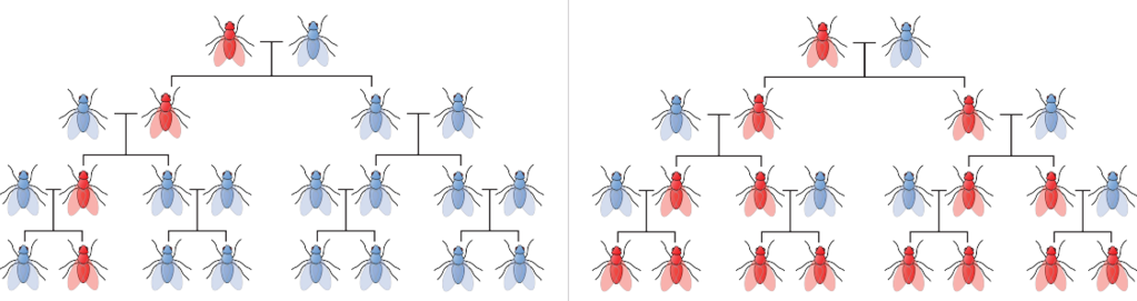 Vererbung ohne und mit Gene Drive Vererbung ohne und mit Gene Drive
