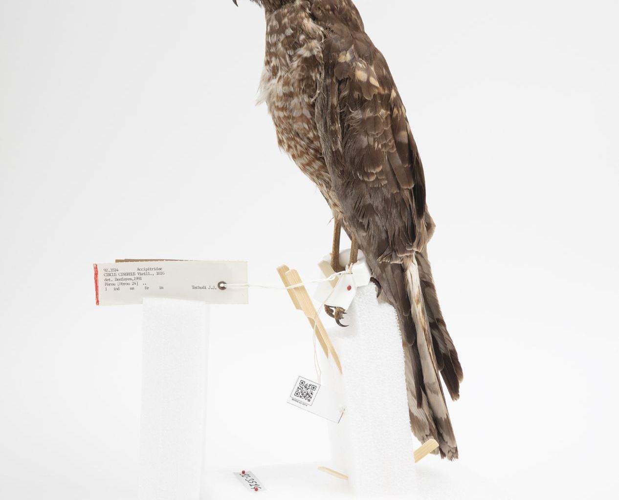 Holotype de l’espèce Circus cinereus Vieillot, 1816. Crédit photo : MHNN. Holotype de l’espèce Circus cinereus Vieillot, 1816. Crédit photo : MHNN.