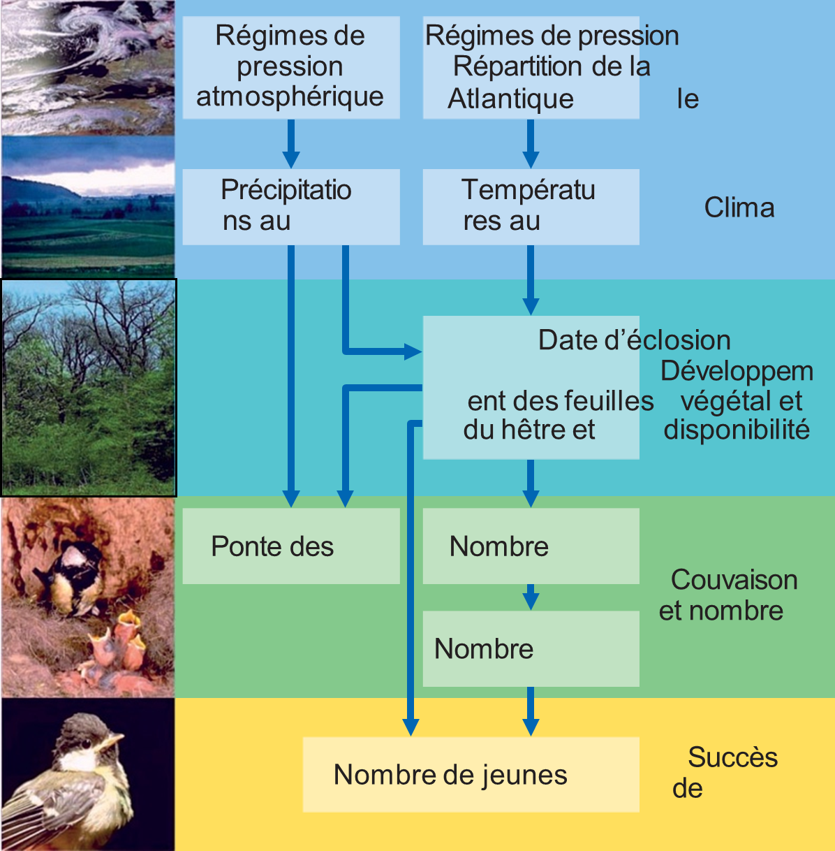 Globale Klimafaktoren beeinflussen den Bruterfolg von Kohlmeisen über eine komplexe Wirkungskette33. Globale Klimafaktoren beeinflussen den Bruterfolg von Kohlmeisen über eine komplexe Wirkungskette33.