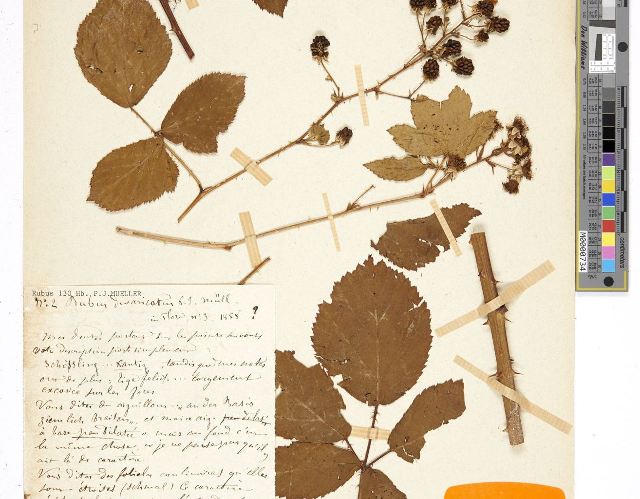 Example of a type specimen (Rubus integribasis P.J. Müll. ex Boulay) from Philippe-Jacques Müller collection in Lausanne (LAU: LAU-0122384) Example of a type specimen (Rubus integribasis P.J. Müll. ex Boulay) from Philippe-Jacques Müller collection in Lausanne (LAU: LAU-0122384)