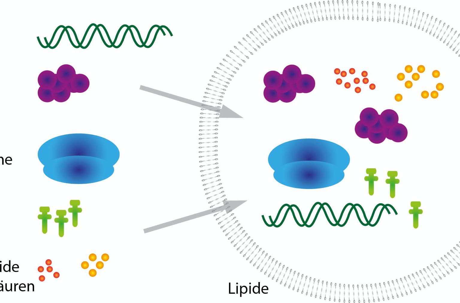 Protozellen: Aus nicht-lebendem Material, insbesondere DNA und Lipiden, sollen dereinst lebende Zellen im Labor hergestellt werden können. Protozellen: Aus nicht-lebendem Material, insbesondere DNA und Lipiden, sollen dereinst lebende Zellen im Labor hergestellt werden können.