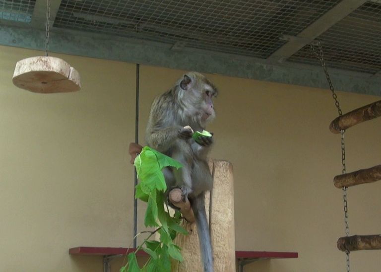 Affe in Gehege der Universität Freiburg Affe in Gehege der Universität Freiburg