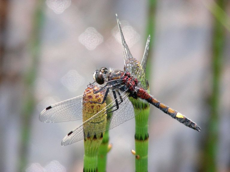 Grosse Moosjungfer Leucorrhinia pectoralis (Foto Hansruedi Wildermuth) Grosse Moosjungfer Leucorrhinia pectoralis (Foto Hansruedi Wildermuth)