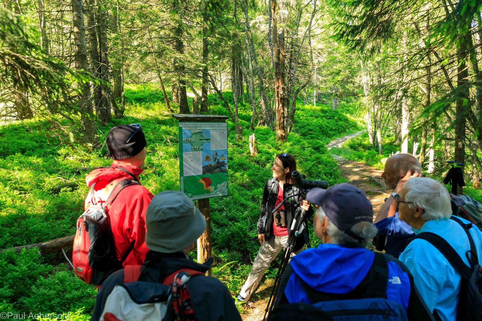 Spechte im Gurnigelwald, Bild 07 Spechte im Gurnigelwald, Bild 07