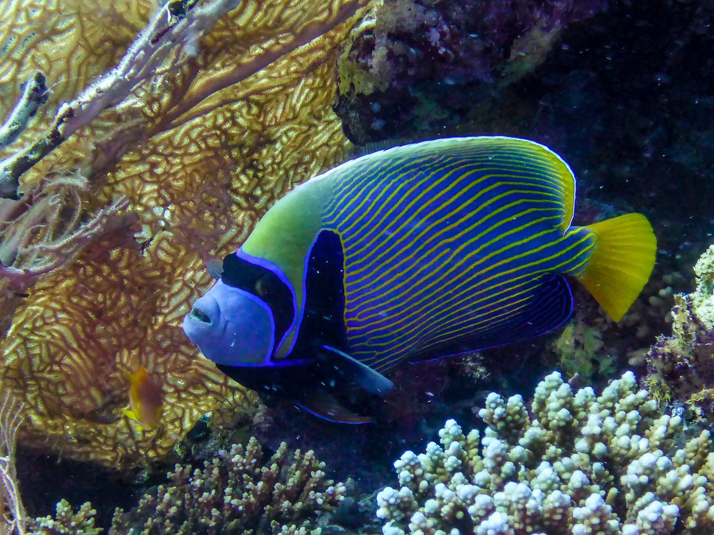 Fisch zwischen Korallen Fisch zwischen Korallen
