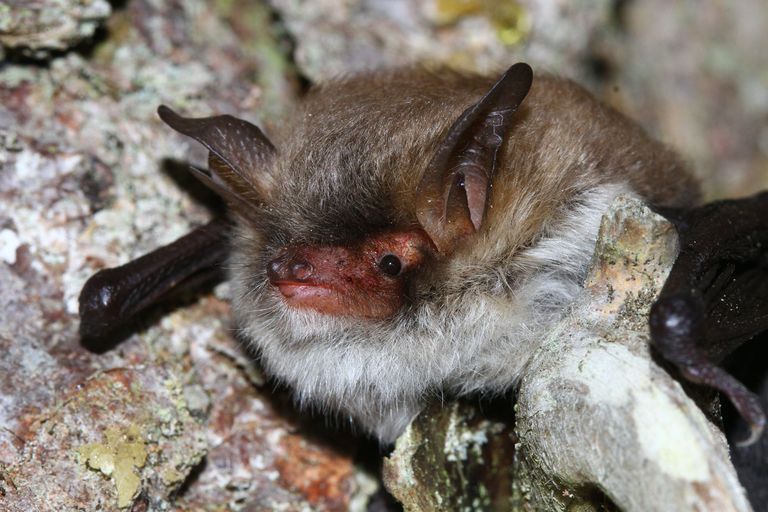 Myotis crypticus Myotis crypticus