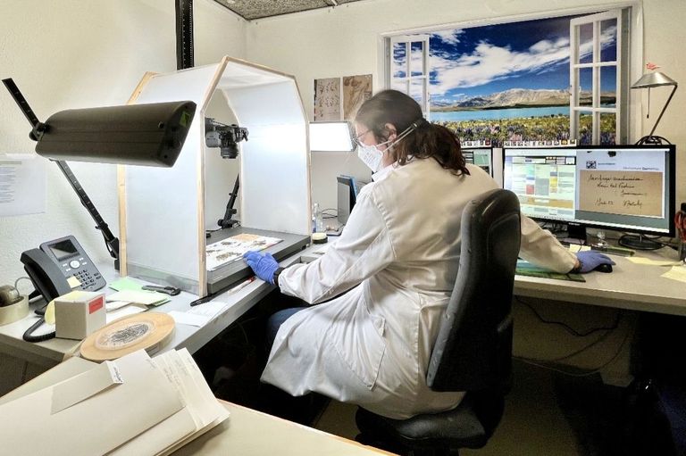 Herbarbelege werden fotografiert, beschriftet und in einer Datenbank erfasst. Herbarbelege werden fotografiert, beschriftet und in einer Datenbank erfasst.