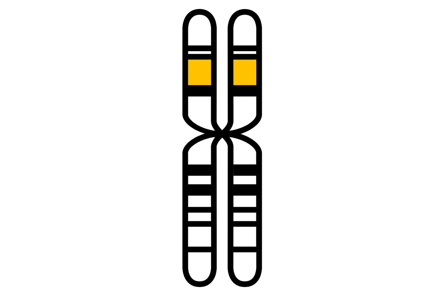 Icon_noun_Monogenetisch Icon_noun_Monogenetisch