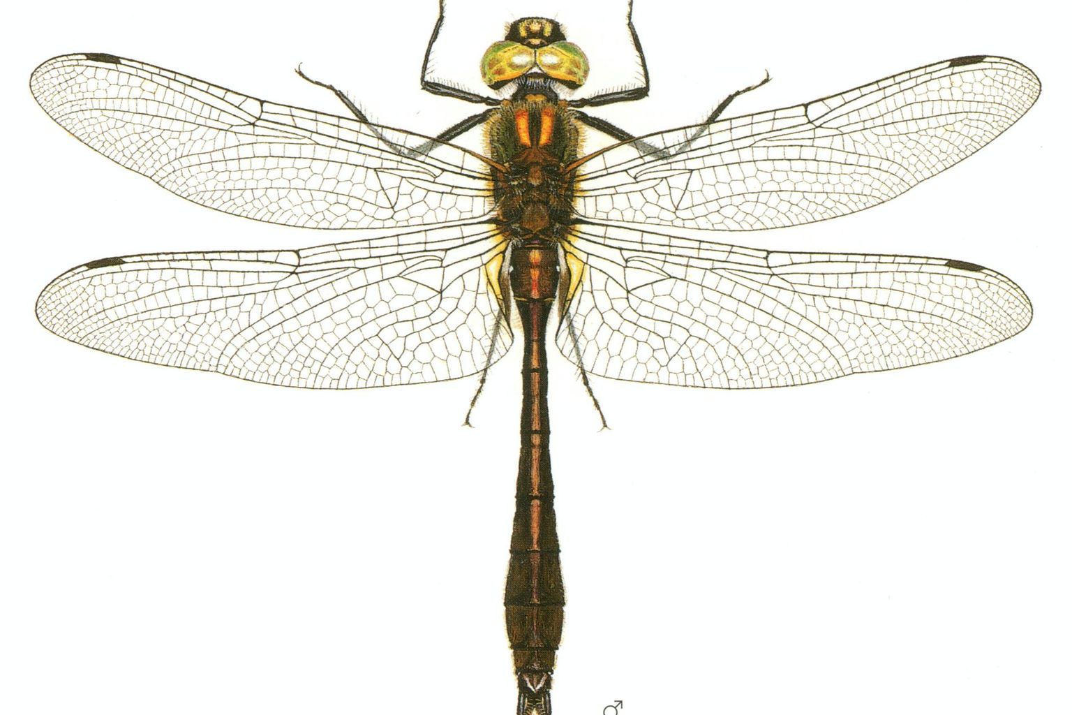 Falkenlibelle (Cordulia aenea) - Libellenstudien von Paul-André Robert (1901–1977) - Würdigung des Künstlers in Fauna Helvetica, Band 12 (2005) Falkenlibelle (Cordulia aenea) - Libellenstudien von Paul-André Robert (1901–1977) - Würdigung des Künstlers in Fauna Helvetica, Band 12 (2005)