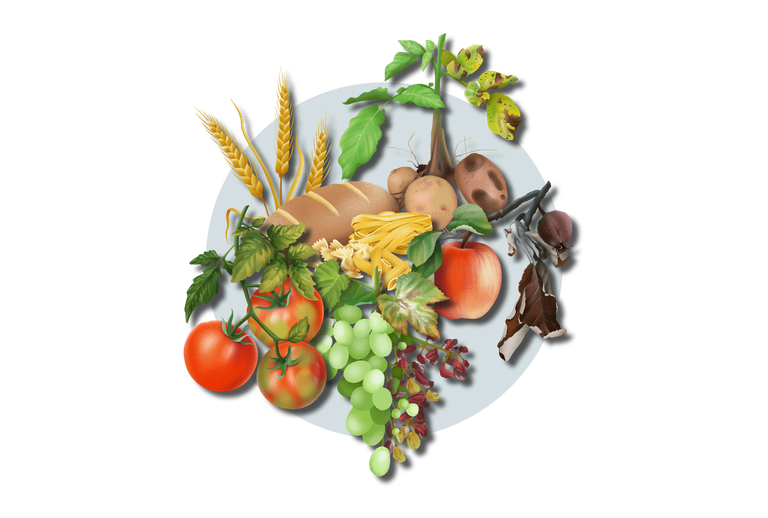 Illustration "Neue Züchtungstechnologien: Anwendungsbeispiele aus der Pflanzenforschung" Illustration "Neue Züchtungstechnologien: Anwendungsbeispiele aus der Pflanzenforschung"