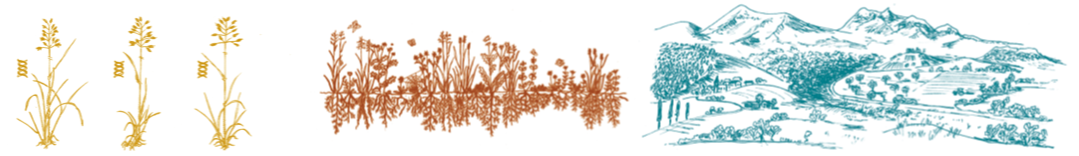 Die drei Ebenen der Biodiversität: genetische Vielfalt, Arten- und Lebensraumvielfalt. Die drei Ebenen der Biodiversität: genetische Vielfalt, Arten- und Lebensraumvielfalt.