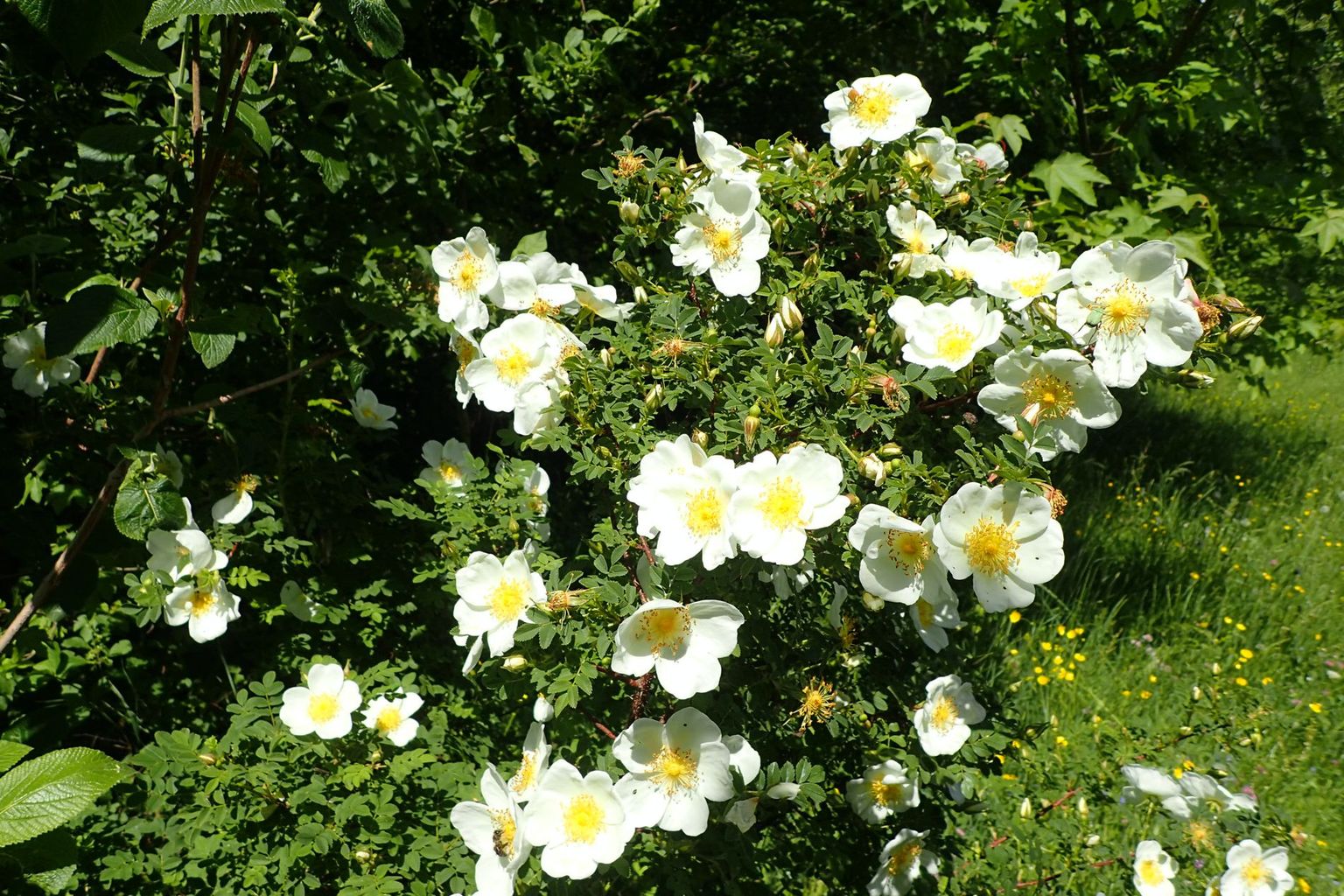 Urs Wallimann. Ranft Ei, Kerns Urs Wallimann. Ranft Ei, Kerns