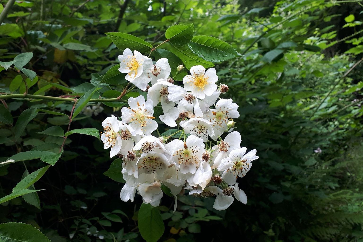 Brigit Holenstein. Damm Gerisbach, Wilen Brigit Holenstein. Damm Gerisbach, Wilen