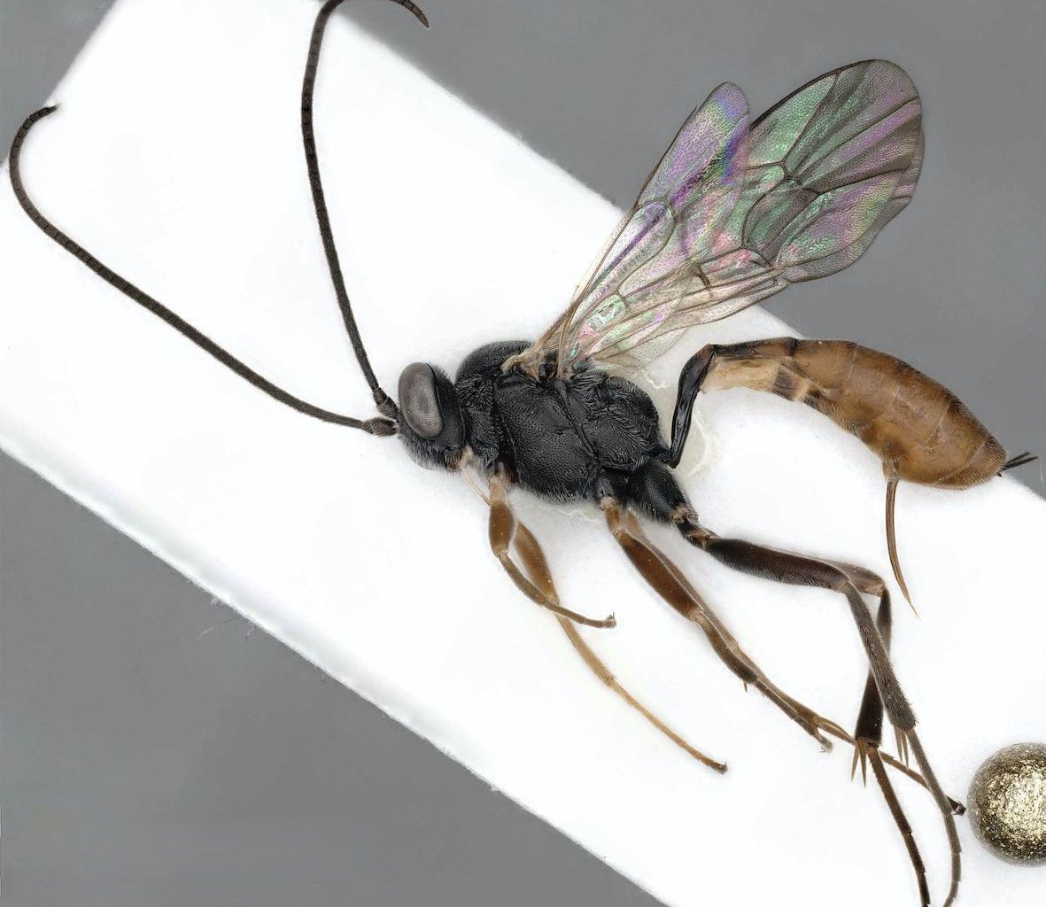 Die Art Eriborus obscuripes ist eine der 200 neuen Arten, die im Rahmen des SwissCollNet-Projekts gefunden wurden. Die Art Eriborus obscuripes ist eine der 200 neuen Arten, die im Rahmen des SwissCollNet-Projekts gefunden wurden.