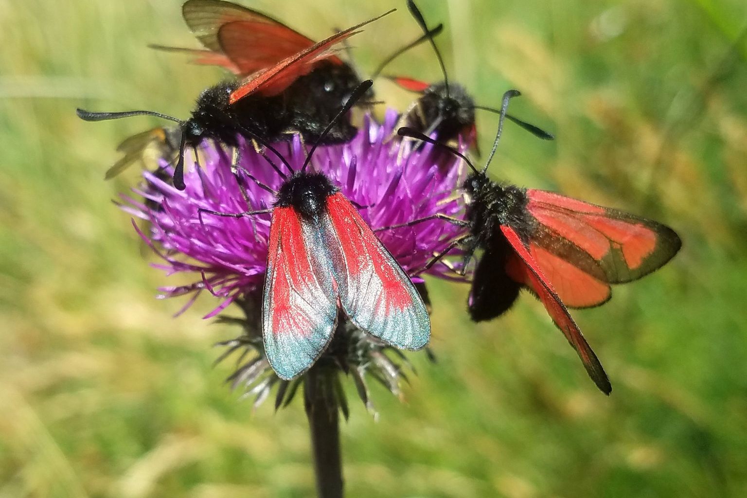 Moulines 2025 Guenin Abb 3 Moulines 2025 Guenin Abb 3