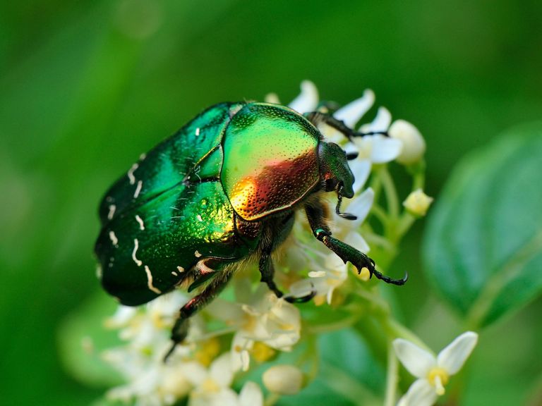 Crashkurs Krabbeltiere Crashkurs Krabbeltiere