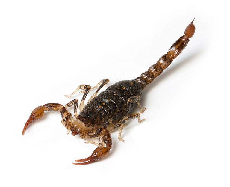 Scorpion Scorpion