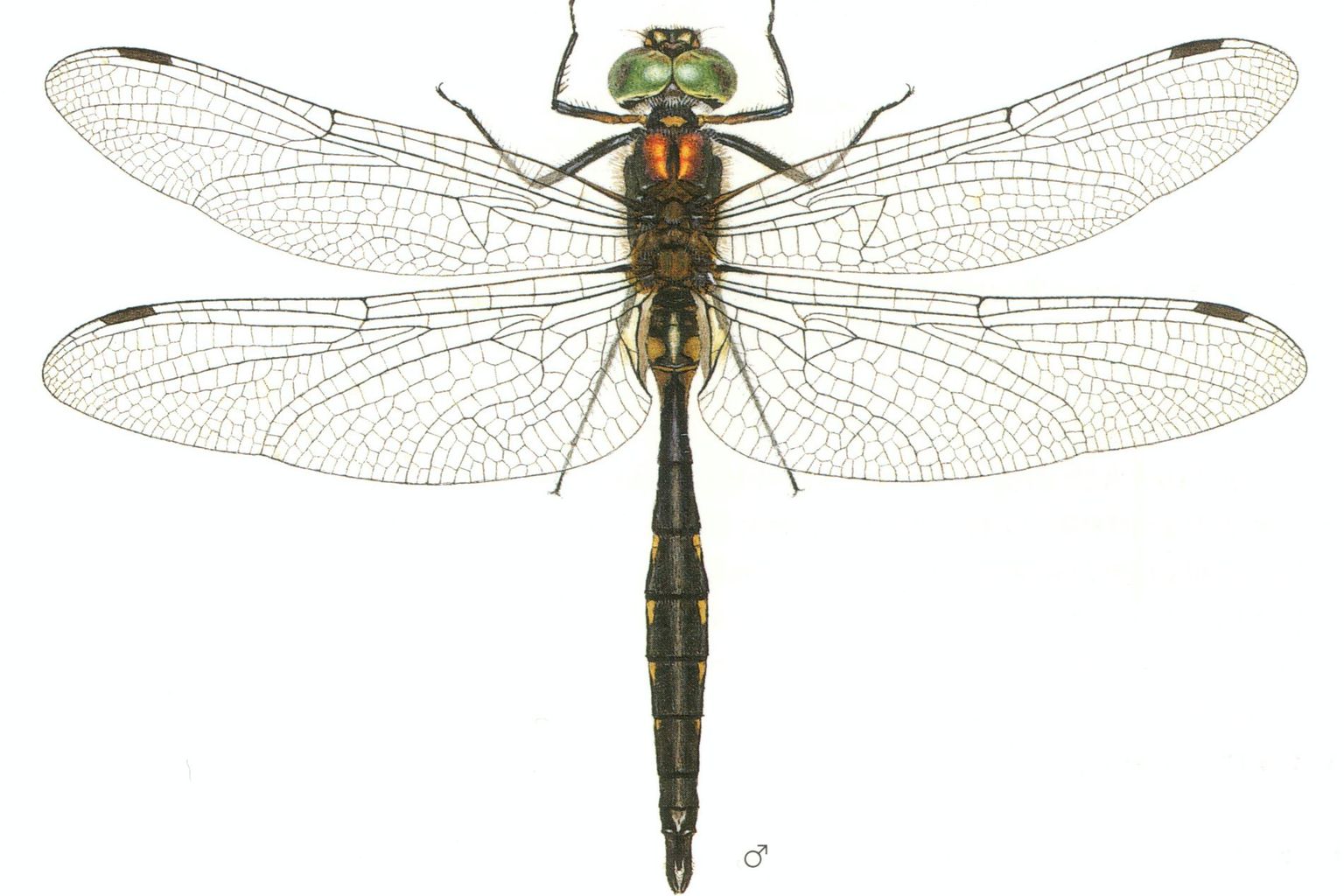 Gefleckte Smaragdlibelle (Somatochlora flavomaculata) - Libellenstudien von Paul-André Robert (1901–1977) - Würdigung des Künstlers in Fauna Helvetica, Band 12 (2005) Gefleckte Smaragdlibelle (Somatochlora flavomaculata) - Libellenstudien von Paul-André Robert (1901–1977) - Würdigung des Künstlers in Fauna Helvetica, Band 12 (2005)