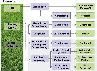 Teaser: Sind Biotreibstoffe der 2. Generation eine Zukunftsperspektive für die Schweiz? Teaser: Sind Biotreibstoffe der 2. Generation eine Zukunftsperspektive für die Schweiz?