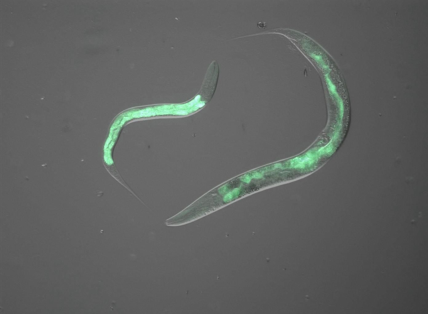 Using C. elegans instead of higher developed animals Using C. elegans instead of higher developed animals