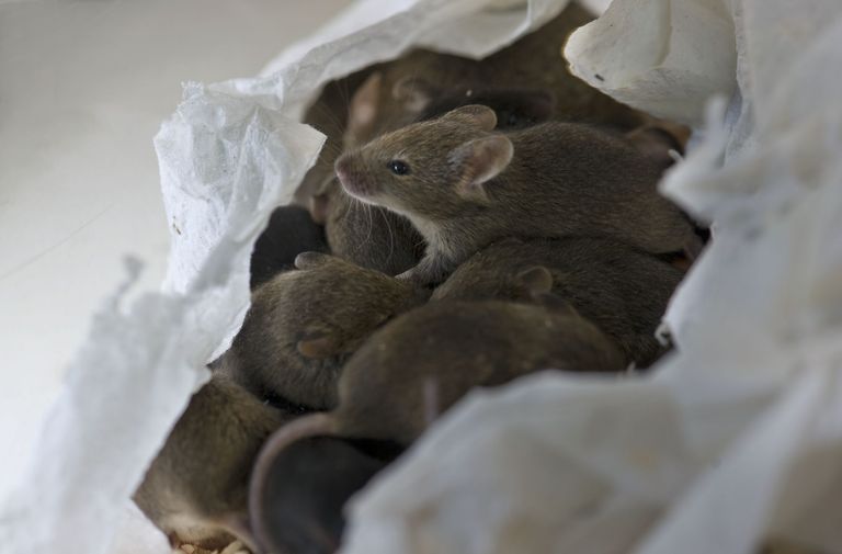 Portée de souris de laboratoire Portée de souris de laboratoire