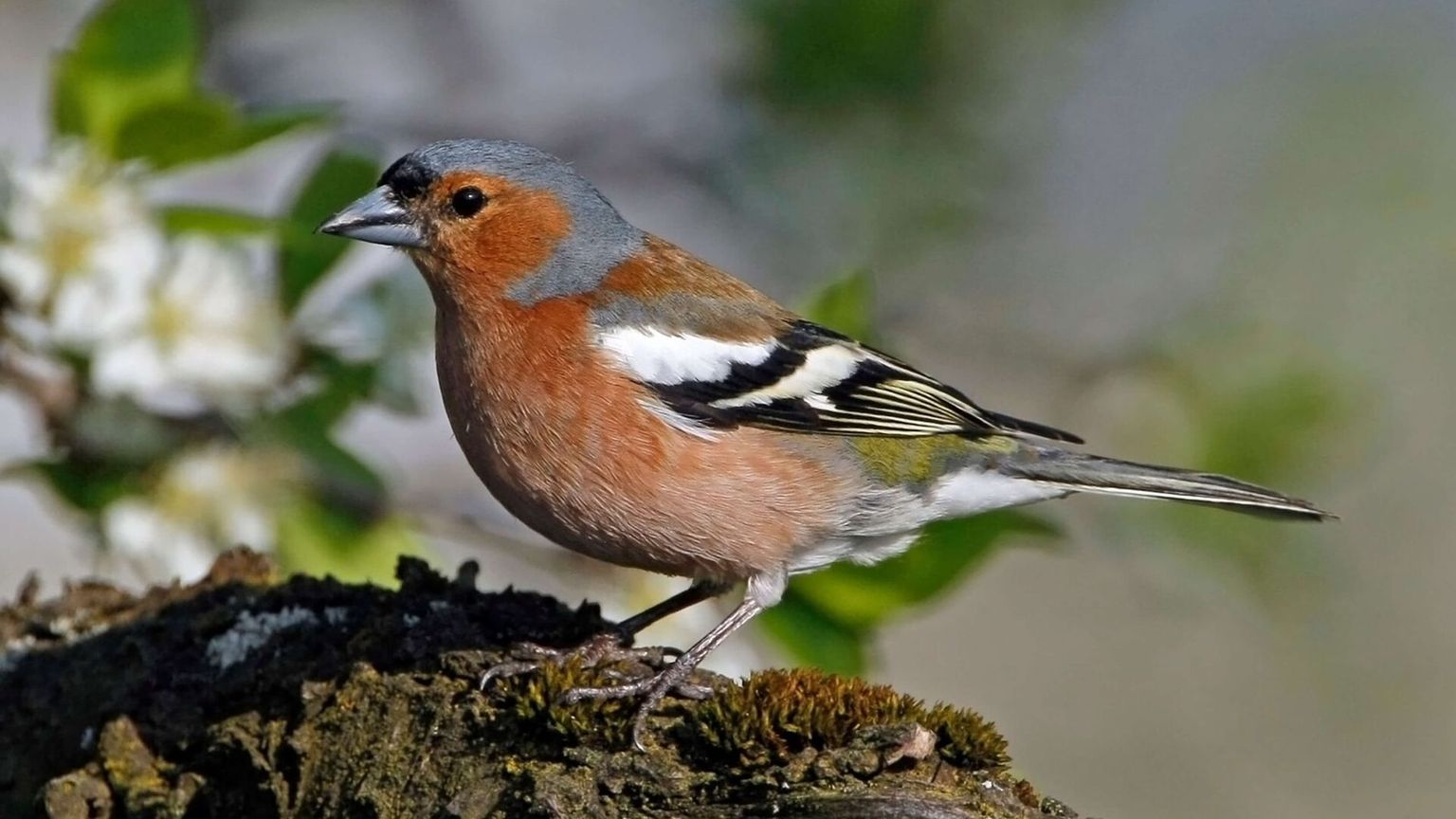 Diemtigtal_Vogel Diemtigtal_Vogel