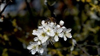 Schwarzdorn und Bienenflug sind aufeinander abgestimmt Schwarzdorn und Bienenflug sind aufeinander abgestimmt