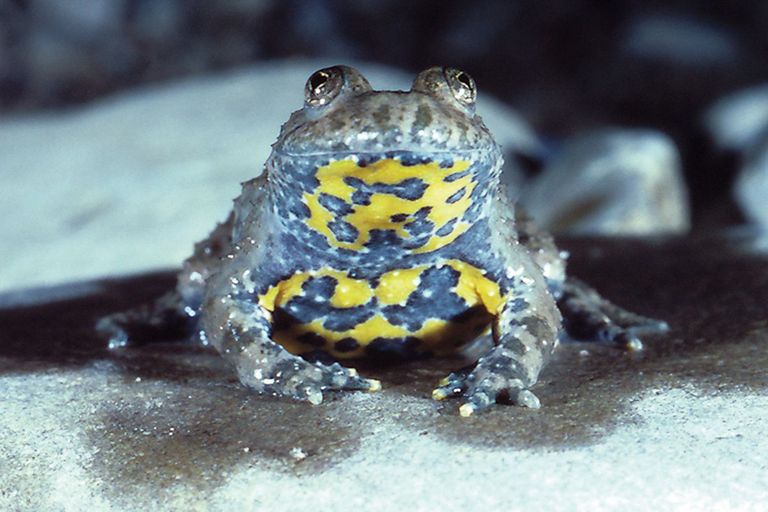 Gelbbauchunke Gelbbauchunke