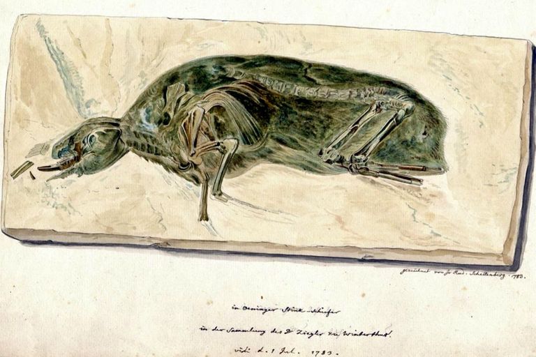 Historische Zeichnung eines Pfeifhasen aus der Winterthurer Sammlung Historische Zeichnung eines Pfeifhasen aus der Winterthurer Sammlung