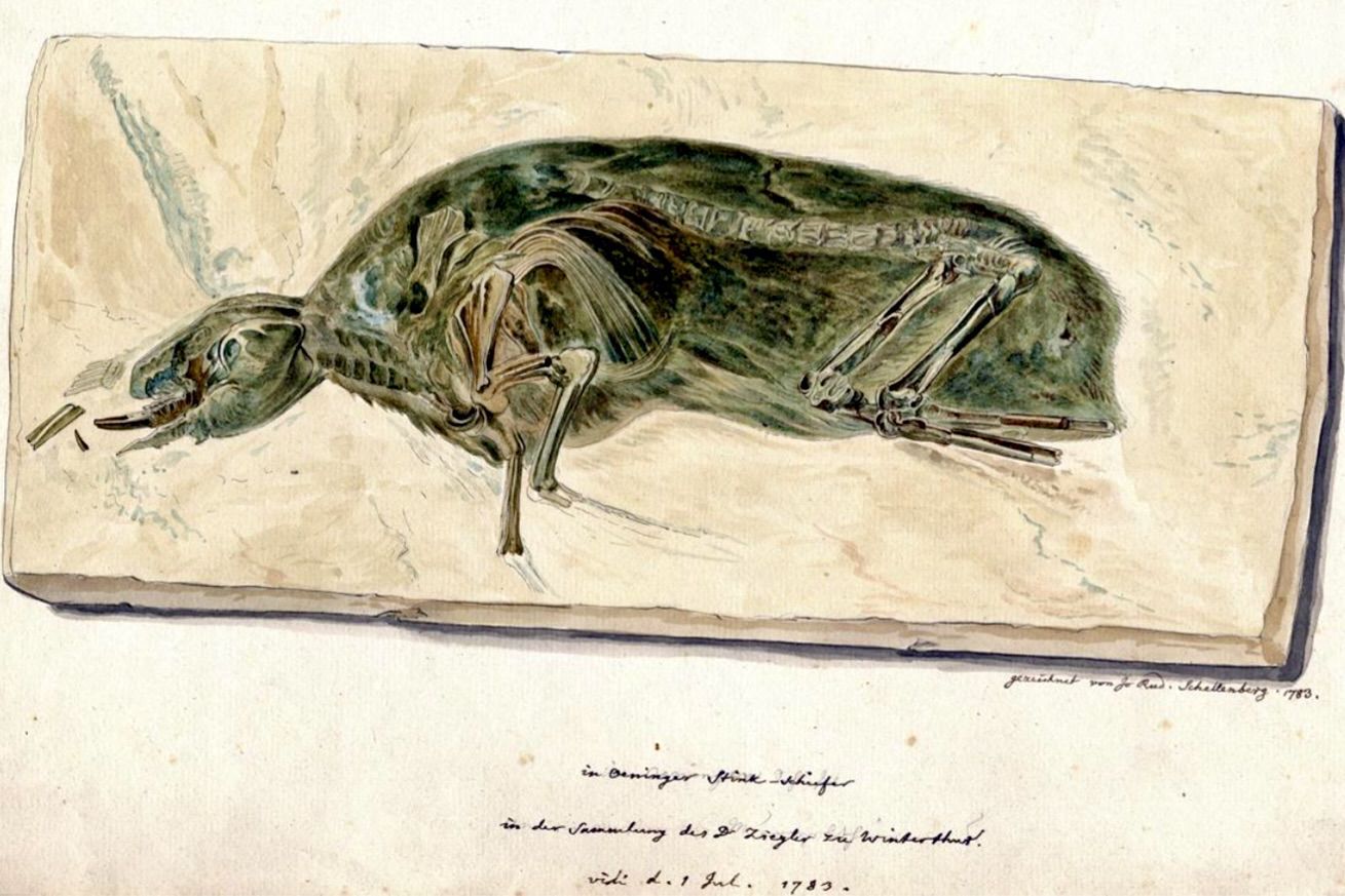 Historische Zeichnung eines Pfeifhasen aus der Winterthurer Sammlung Historische Zeichnung eines Pfeifhasen aus der Winterthurer Sammlung