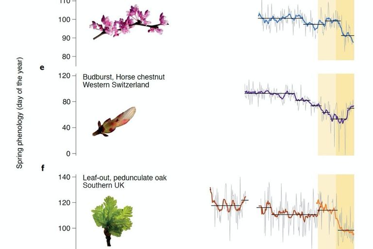 Les cinq séries temporelles les plus longues au monde: c) Début de floraison de cerisiers sauvages à Liestal, BL (1894-2020), d) Début de floraison de trois arbustes en Chine (1834-2020), e) Date de débourrement d'un marronnier d'Inde à Genève (1808-2020), f) Sortie des feuilles de chênes pédonculés en Grande-Bretagne de la famille Marsham (orange foncé ; 1736-1958) et J. Combes (orange clair ; 1950-2020), g) Début de la floraison des cerisiers Yamazakura à Kyoto, Japon (1500-2020). L'axe de gauche indique le jour de l'année où les bourgeons des arbres ou les fleurs s’ouvrent. Les lignes fines grises représentent la variabilité interannuelle, les lignes épaisses sont les moyennes mobiles calculées sur dix ans. Graphique : Yann Vitasse Les cinq séries temporelles les plus longues au monde: c) Début de floraison de cerisiers sauvages à Liestal, BL (1894-2020), d) Début de floraison de trois arbustes en Chine (1834-2020), e) Date de débourrement d'un marronnier d'Inde à Genève (1808-2020), f) Sortie des feuilles de chênes pédonculés en Grande-Bretagne de la famille Marsham (orange foncé ; 1736-1958) et J. Combes (orange clair ; 1950-2020), g) Début de la floraison des cerisiers Yamazakura à Kyoto, Japon (1500-2020). L'axe de gauche indique le jour de l'année où les bourgeons des arbres ou les fleurs s’ouvrent. Les lignes fines grises représentent la variabilité interannuelle, les lignes épaisses sont les moyennes mobiles calculées sur dix ans. Graphique : Yann Vitasse