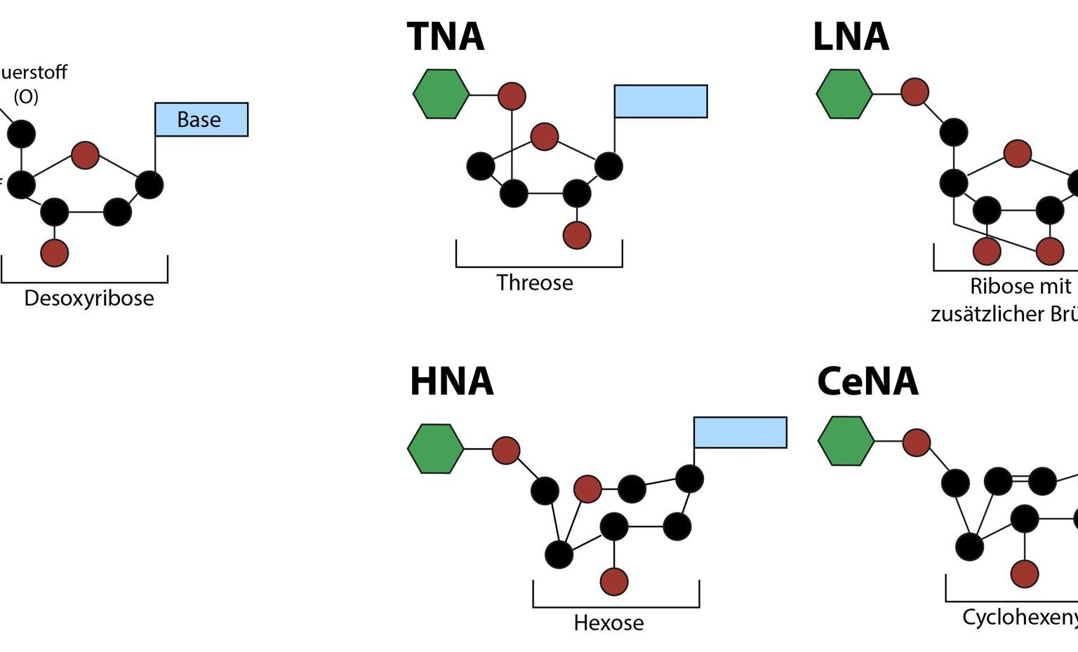 Xenobiologie: Einige Beispiele von XNAs – neuen Formen von Nukleinsäuren als Alternativen zur DNA. Häufig wird dabei die Desoxyribose durch ein anderes Zuckermolekül ersetzt. Xenobiologie: Einige Beispiele von XNAs – neuen Formen von Nukleinsäuren als Alternativen zur DNA. Häufig wird dabei die Desoxyribose durch ein anderes Zuckermolekül ersetzt.