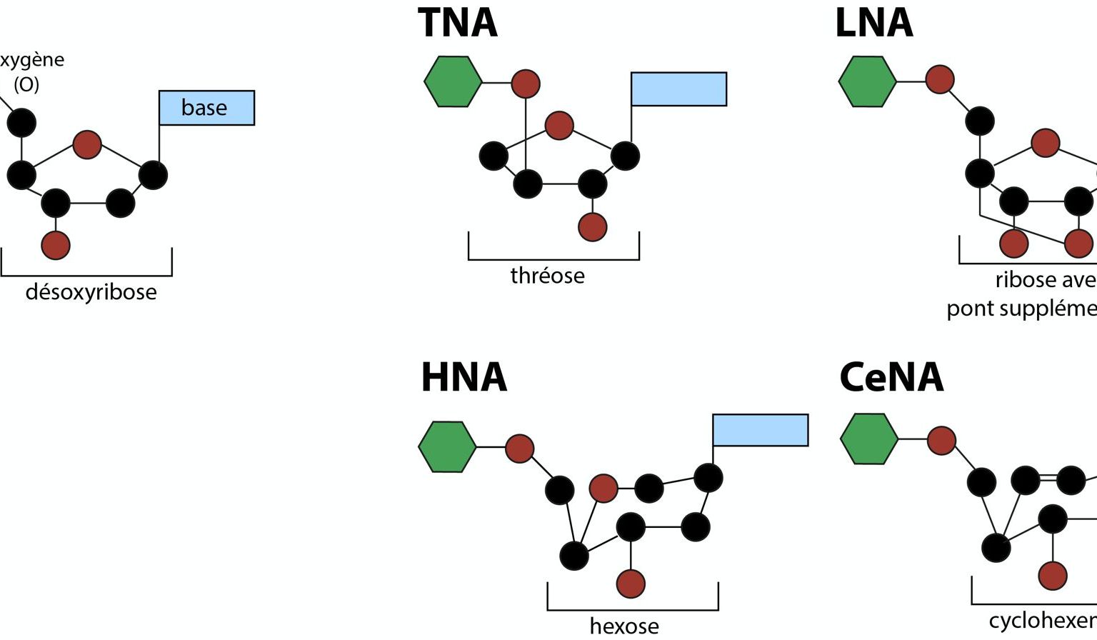 Xénobiologie: Quelques exemples de XNAs – nouvelles formes d’acides nucléiques constituant des alternatives à l’ADN. Le désoxyribose est souvent remplacé par un autre type de sucre. Xénobiologie: Quelques exemples de XNAs – nouvelles formes d’acides nucléiques constituant des alternatives à l’ADN. Le désoxyribose est souvent remplacé par un autre type de sucre.