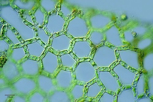 Teaser Image Synthetic Biology Portal Teaser Image Synthetic Biology Portal