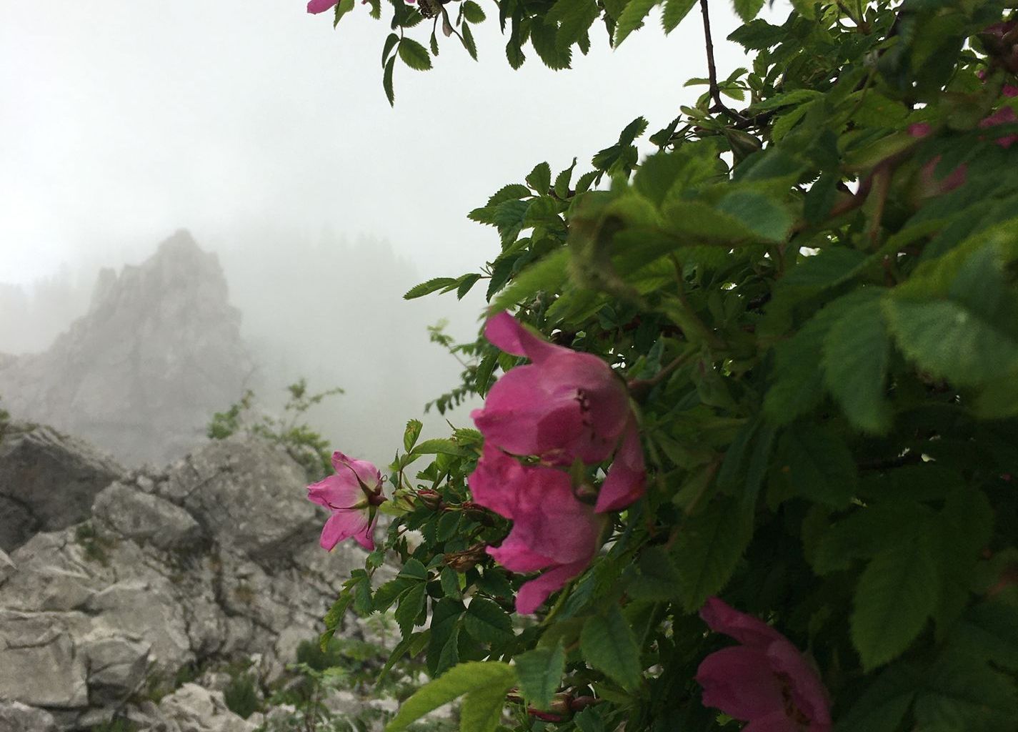 Ivo. Klettergarten Ergglen Ivo. Klettergarten Ergglen